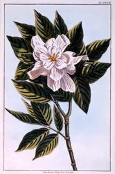 Gardenia G. augusta, illustratie uit 